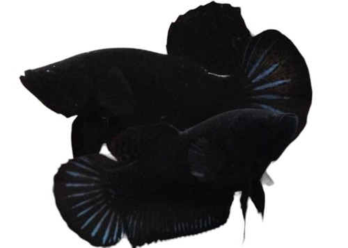 Pair of Bettas Super Black male and female Live Betta Fish Plakat for ...