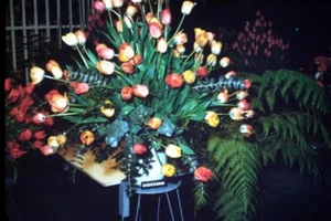35mm Colour Slide- DOUBLE TULIP GUDOSHNIK Flowers in Vase 1963 USA - Bild 1 von 1