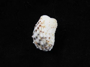 Muschel Cardita Variegata 27,2mm ID#9076 - Bild 1 von 4