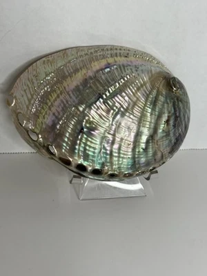 Abalone Shell - Fully Polished - Iridescent - 5 x 4" - Image 1 of 4