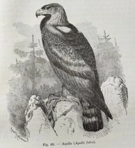 1890 Illustrazione Antica AQUILA FULVA Robert  Kretschmer Xilografia Incisione  - Foto 1 di 4