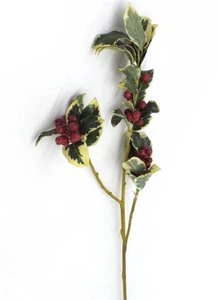 Agrifoglio Variegato - Foto 1 di 1