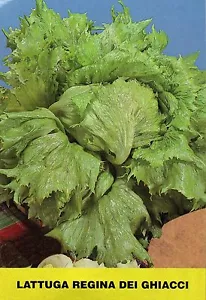 1000 SEMI DI INSALATA REGINA DEI GHICCI - ICEBER ADELA -SEMI ORTAGGI INSALATE - Imagen 1 de 1