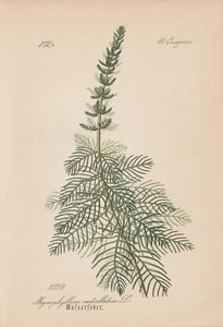 Quirlige Tausendblatt (Myriophyllum Verticillatum) Chromo-Lithographie From 1885 - Bild 1 von 1