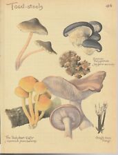 COLOUR PRINT , NATURAL HISTORY , EDITH HOLDEN , TOAD STOOLS