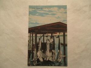 Cartolina Hawaii Pesca Squalo Isole Hawaii HI - Foto 1 di 2