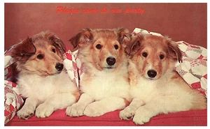 Three Dogs Puppies in Blanket Come t Our Quilting Party Postcard - Picture 1 of 2