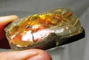 Fossil Ammolite with red colors - ammonite, Alberta, Canada . - Picture 1 of 7