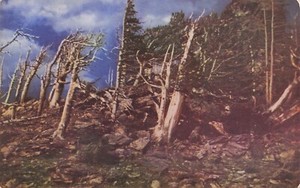 Trail Ridge Near Estes Park Rocky Mountain National Park Colorado Postcard