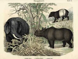 1868 HANSELMANN HC LITHOGRAPH asian elephant, black rhino, malayan tapir - Picture 1 of 2