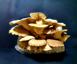 Phoenix Oyster Grain spawn 1kg mushroom mycelium fully colonised - Rootlab - Picture 1 of 1