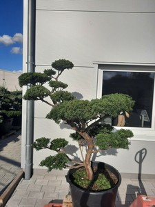 Garten Bonsai Eibe