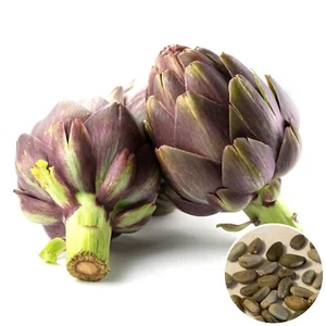 Hat Giong Bong Atiso Tim | Artichoke Violet Seeds - Picture 1 of 8