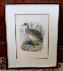 Litografía de pájaro Nothoprocta Taczanowski J Smit M & N Hanhart del siglo XIX - Imagen 1 de 10