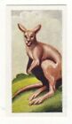 Animal Trade Card 1954. Kangaroo