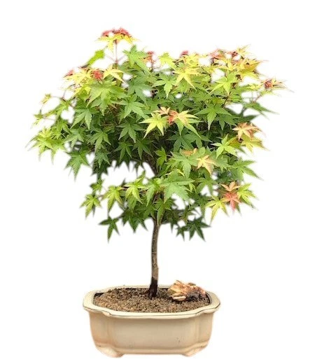 Green Japanese Maple Bonsai Tree Live Plant Dwarf Acer Palmatum Outdoor 17"H - Image 1 of 2