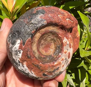 220 Gr Collection 3 Color whole Permian Ammonite Fossil Rough Mollusca Timor - Picture 1 of 17