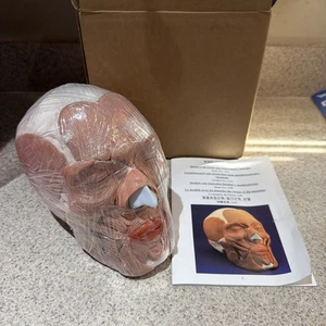 Wellden medizinischer anatomischer Schädel mit Gesichtsmuskulatur Modell Gesichtsmuskel USA! - Bild 1 von 20