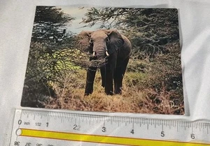 Postal Luces de África Elefante en línea de árbol por Alien Denis - Imagen 1 de 7