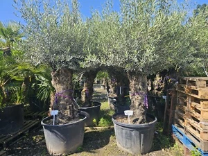 1 x 9-10ft Olive Tree Gnarled 150+ Year Old, Premium Quality Personal Delivery - Picture 1 of 4