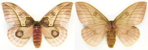 MOUNTED SPREAD BUTTERFLY - Automeris frankae, F1 - Picture 1 of 1