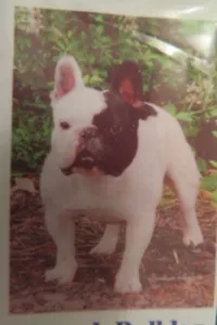 Bulldog francese bianco e nero per uso quotidiano, bandiera decorativa CASA per cani di piccola taglia - Foto 1 di 3