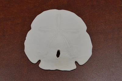 WHITE ARROWHEAD SAND DOLLAR SEA SHELL WEDDING BEACH 3" - 3 1/2" #7509 - Image 1 of 2