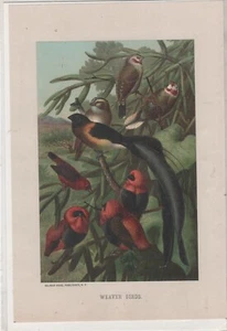 KUNSTDRUCK (1885) "WEBERVÖGEL" Chromolithographie Prang - Selmar Hess NY - Bild 1 von 1