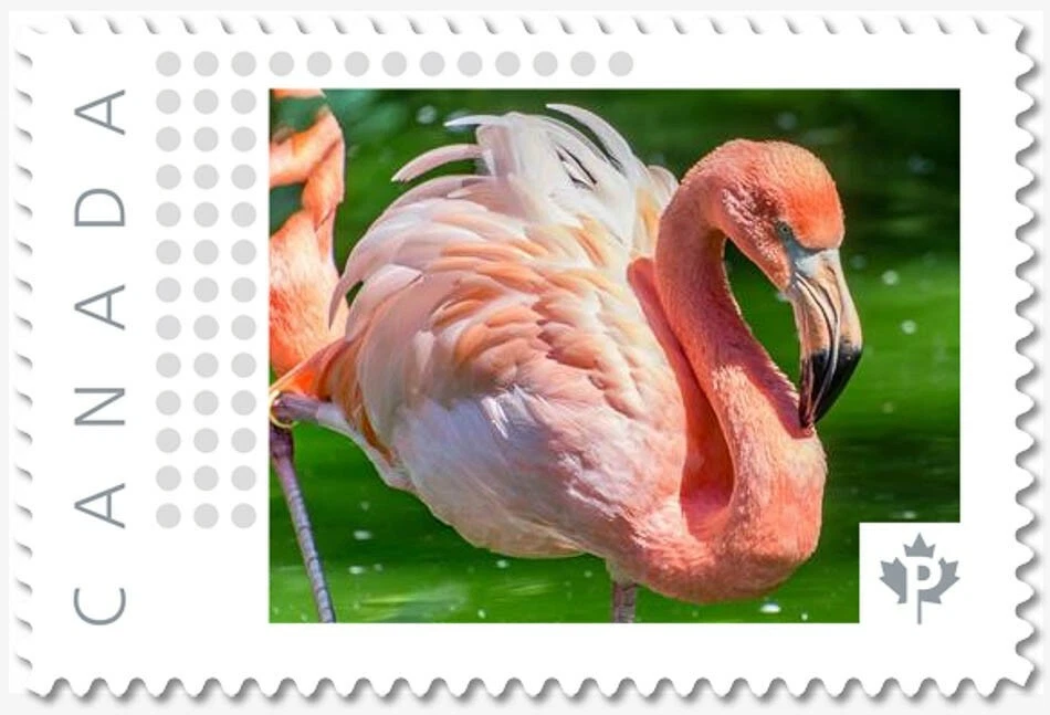 Flamenco rosa = pájaro exótico = franqueo con foto MNH Canadá 2019 [p19-02-sn22] Foto 1 de 2
