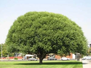 50 Globe Willow Tree Cuttings - Shade or Privacy Tree - Fast Growing - Picture 1 of 2