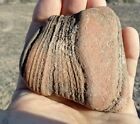 8.16 oz Stromatolite   Fossil Arizona Lapidary Bullhead City