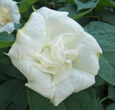 Datura metel | Double White Purity | 10 Seeds - Image 1 of 4