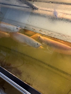 Albion Sliver Arowana 11 Inch  Live Fish Eat Pellets - Image 1 of 4
