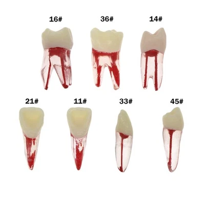 Endodoncia dental conducto radicular ECA práctica endo dientes modelo pulpa estudio #8007 Foto 1 de 4