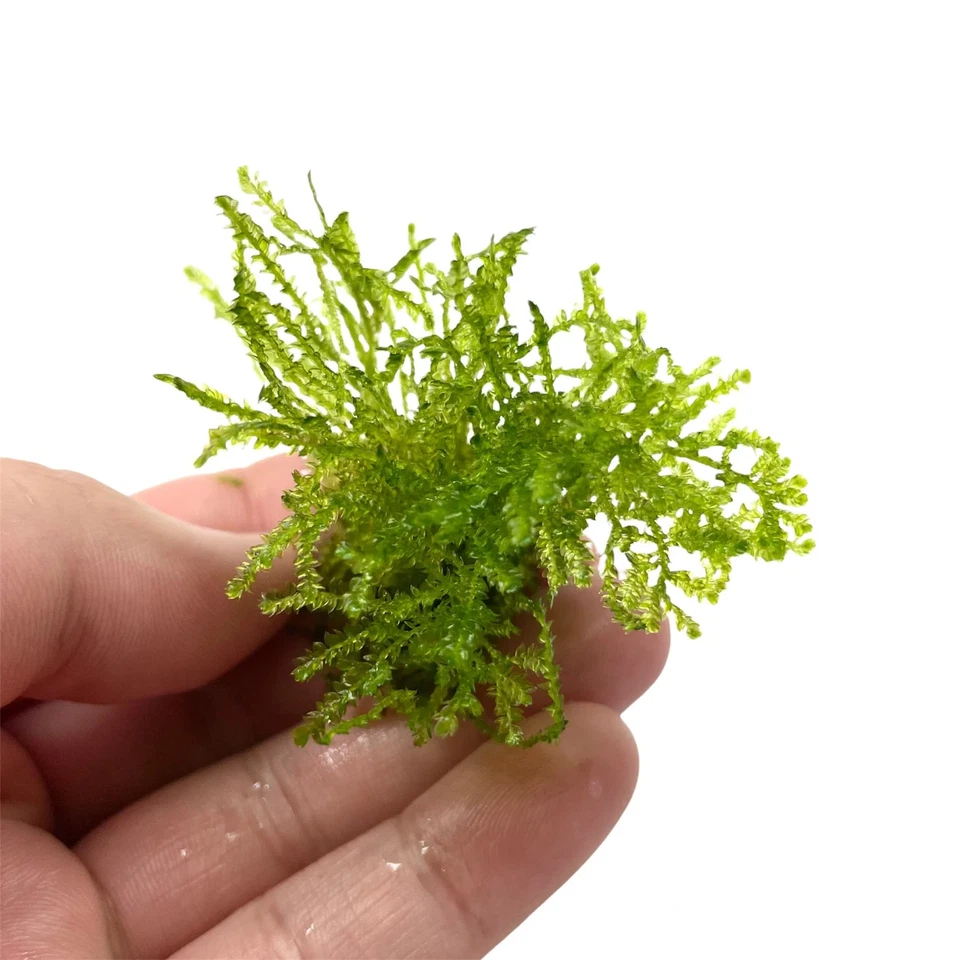 Taiwan Moss | Aquarium Plants Factory®