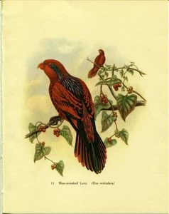 Tropical Birds: Blue-streaked Lory. John Gould. 1948 vintage book page print - Picture 1 of 1