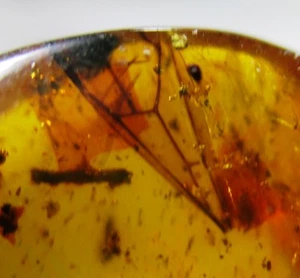 Fossil amber with partial insect wing - Dominican Republic amber - Picture 1 of 5