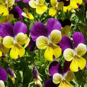 VIOLA JOHNNY JUMP-UP packed 100 - Picture 1 of 1
