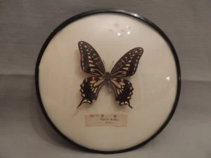 Butterfly Endomology Papilio Xuthus No 13 China in a frame - Picture 1 of 8
