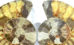 Dinosaur Fossil Pair Ammonite Multi-Color Crystals XXXL 7.5" 110myo 19cm n1261ou - Picture 1 of 8
