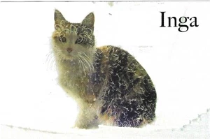 Cat Chrome Postcard Inga Caught Early Storm Mount Washington Observatory MWOBS - Picture 1 of 2