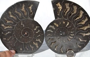 Large Black Ammonite PAIR Deep Crystals 110myo FOSSIL Large 126mm 5.0" 9594xx - Picture 1 of 6