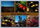 Postcard Vtg Texas Desert Blooms Cactus Flowers Colorful 4X6