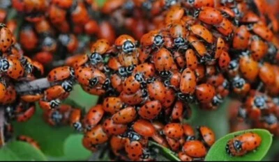 1500 #1 Premium Ladybugs! ¡Ahora en stock para tu jardín! Foto 1 de 4