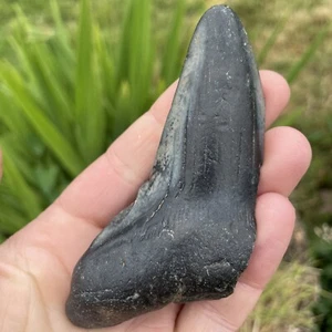 Fossil Megalodon Shark Tooth Fragment 23-3.6Million Years Old USA S. Carolina - Picture 1 of 12