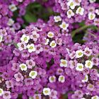 Alyssum Royal Carpet Lobularia Maritima 1000 Seeds Flowers Purple Garden Plant 