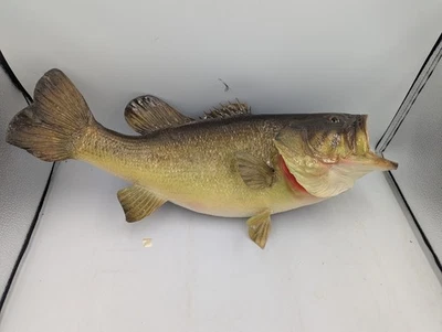 Largemouth Bass Real Skin Wall Mount Taxidermy 20" +- Cabin Fishing Deco Vintage - Image 1 of 4
