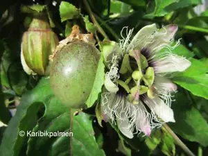 Passiflora edulis - echte Maracuja Frucht - Pflanze 110-130cm - Passionsblume - Bild 1 von 5