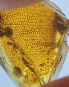 8 mm riesige Eidechsenwaage, Reptilienhaut fossil, in echtem burmitischem Bernstein, 98myo - Bild 1 von 10