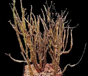Euphorbia platyclada (PROLIFERA) , POT 6 CM On its own root Rare Plant!!! - Imagen 1 de 5